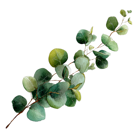Rameau d'eucalyptus globulus