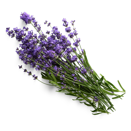 Bouquet de lavande vraie en fleurs